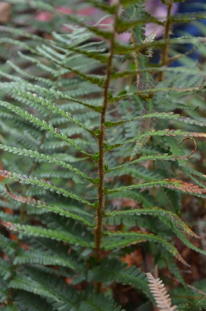 2011 12 A la découverte des lichens 13